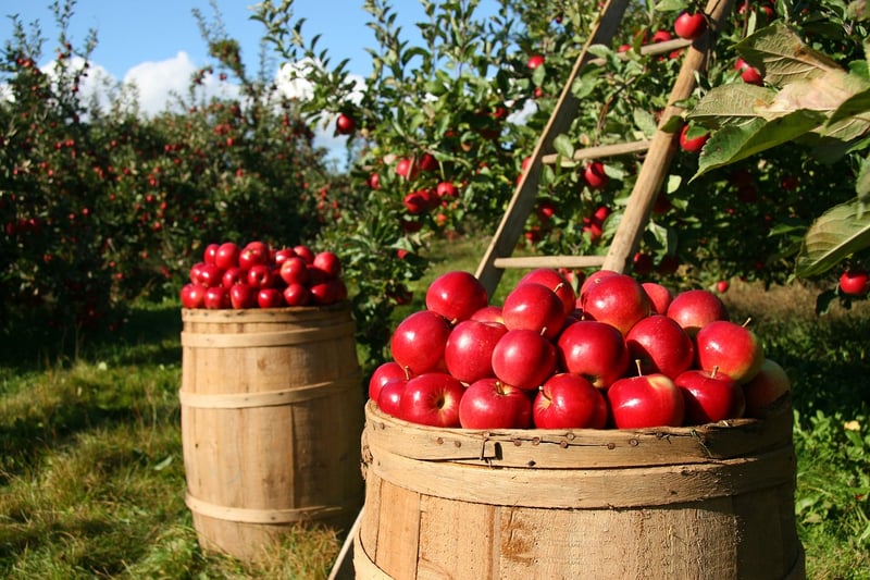 Occult Orchards