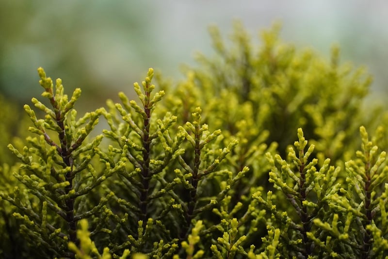Spellbinding Shrubs