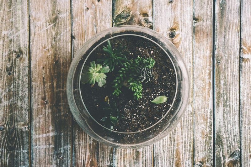 Magical Moss Garden